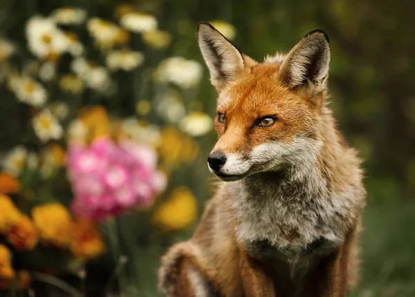 花と英国の庭で赤狐のクローズ アップ — ストック写真
