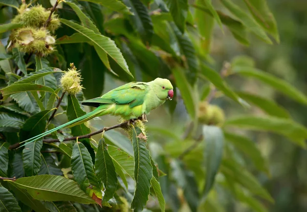 Close Ring Necked Parakeet Perched Tree Branch — Stock Photo, Image