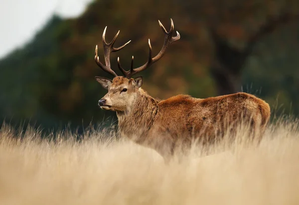 Red Deer Stag Rutting Season Autumn — Stock Photo, Image