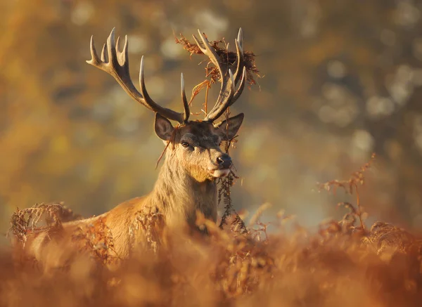 Ritratto Cervo Rosso Con Erba Corna Autunno Regno Unito — Foto Stock