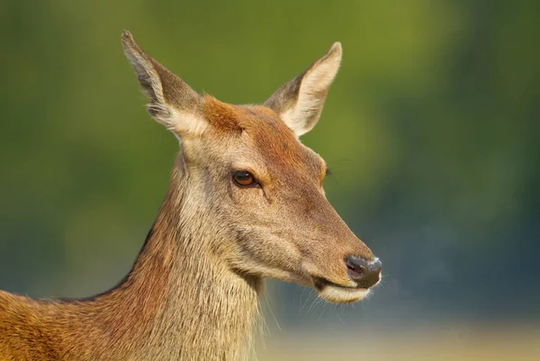 Close Red Deer Hind — Stock Photo, Image