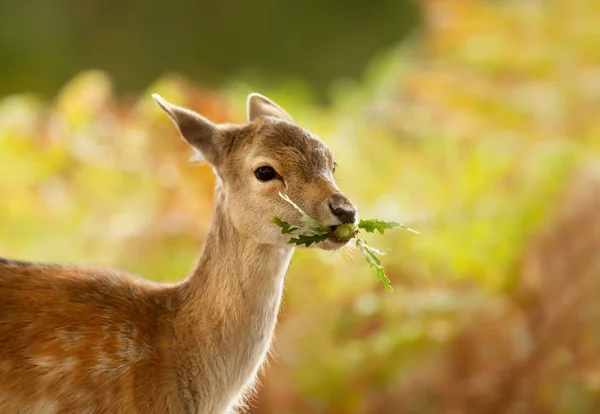 Close Van Een Damherten Fawn Eten Bladeren Verenigd Koninkrijk — Stockfoto