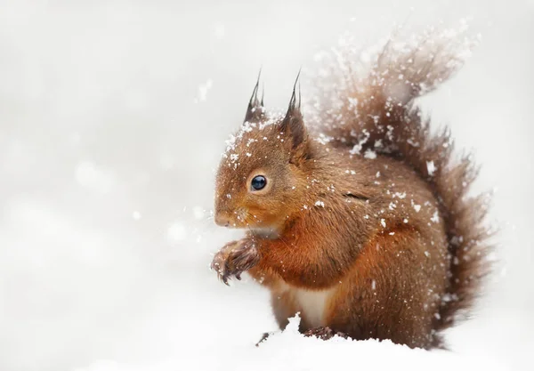Κοντινό Πλάνο Της Ένα Κόκκινο Σκίουρο Στο Πτώση Χιόνι Χειμώνα — Φωτογραφία Αρχείου