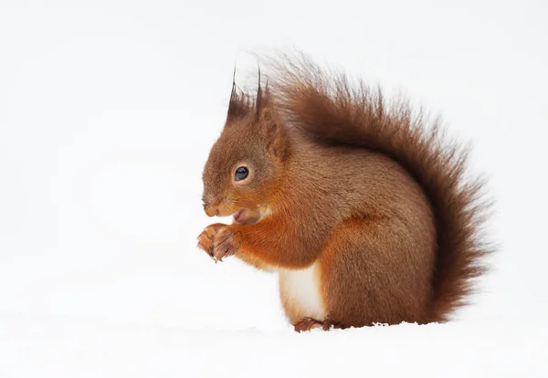 Primer Plano Una Ardilla Roja Sentada Nieve Invierno Inglaterra — Foto de Stock