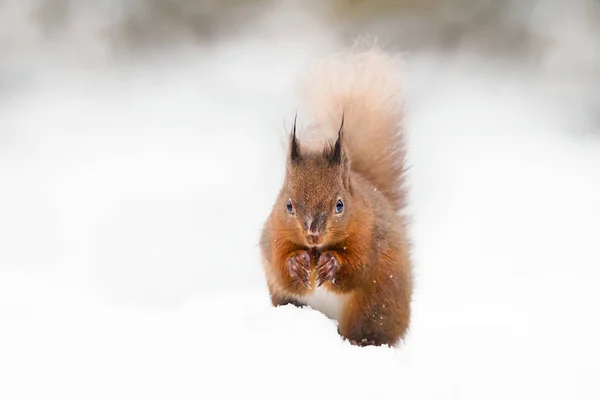 Κόκκινο Σκίουρο Στο Χιόνι Ηνωμένο Βασίλειο — Φωτογραφία Αρχείου