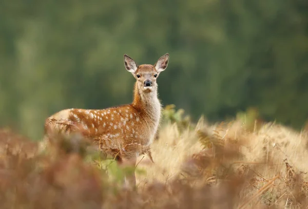 Primo Piano Daino Cerbiatto Piedi Nell Erba Autunno Nel Regno — Foto Stock