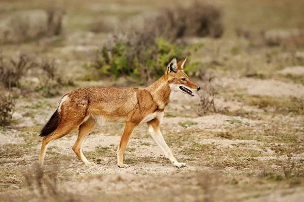 Κοντινό Πλάνο Μια Σπάνια Και Απειλούμενα Αιθιοπίας Λύκος Canis Σιμένσις — Φωτογραφία Αρχείου