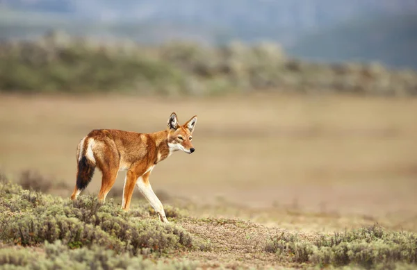 Primer Plano Lobo Etíope Raro Peligro Extinción Canis Simensis Las — Foto de Stock