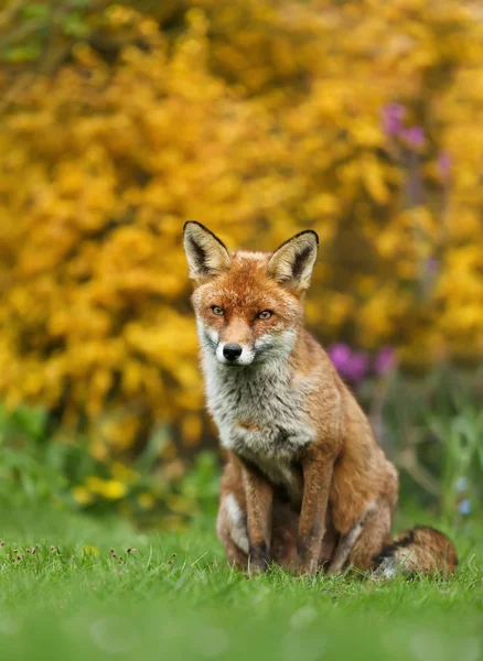 Zbliżenie Fox Red Siedząc Trawie Przed Żółte Kwiaty Wielka Brytania — Zdjęcie stockowe