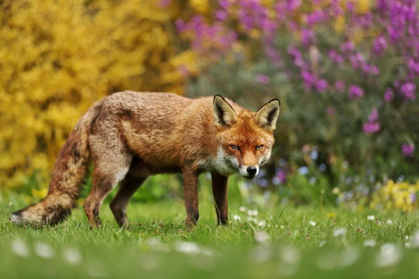 Primo Piano Una Volpe Rossa Giardino Regno Unito — Foto Stock