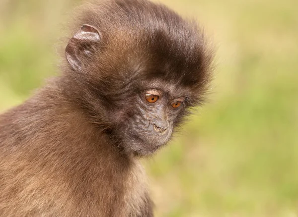 Nahaufnahme Eines Gelada Affenbabys Affenberge Äthiopien — Stockfoto