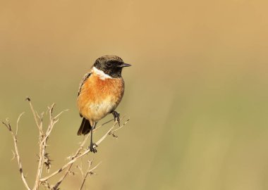 Avrupa stonechat açık arka planı, İngiltere'de tünemiş. Kuşlar Park ve çayırlar.