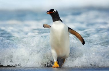Siyahlısı sahilde fırtınalı bir Atlantik Okyanusu Falkland Adaları gelen bir Gentoo penguen yakın çekim.