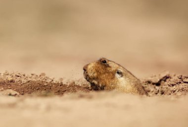 Bale Dağları, Etiyopya 'da büyük kafalı bir Afrika köstebeğine yakın durun..
