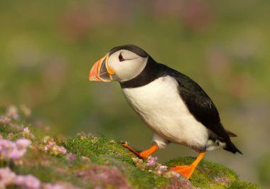 Renkli arka plan, Fair Isle, İskoçya, İngiltere'de Atlantik martı, yakın çekim.