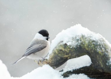 Kışın dalda tıraşlama Sibirya baştankara (Parus cinctus).