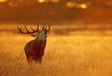 Close up of a Red deer calling at dawn, UK. clipart