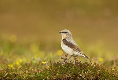 Renkli arka plan, İngiltere'de çayırda Kuzey kuyrukkakan, yakın çekim.
