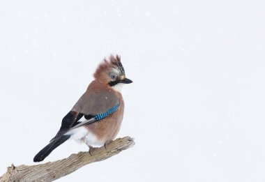 Bayağı alakarga (Garrulus glandarius) bir ağaç dalı kışın, Norveç tıraşlama, yakın çekim. 