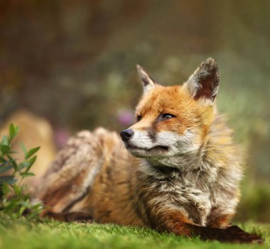 Çimenlerin üzerinde İngiltere'de yalan bir Red Fox yakın çekim.