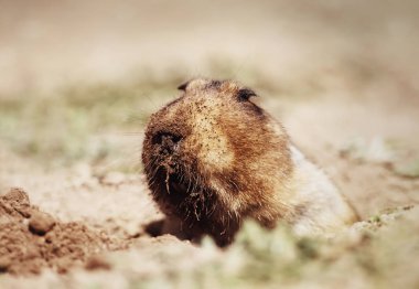 Bale Dağları, Etiyopya 'da büyük kafalı bir Afrika köstebeğine yakın durun..