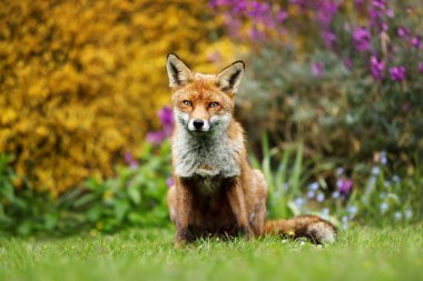 Bodur, İngiltere'de çiçekli sarı önünde oturan kırmızı tilki yakın çekim.