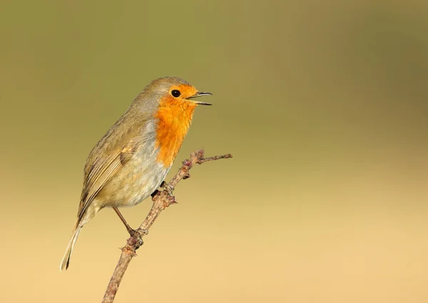 Close Robin Europeu Erithacus Rubecula Cantando Primavera Reino Unido — Fotografia de Stock