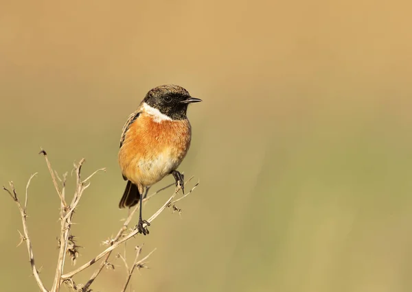 Európai Stonechat Ült Világos Háttér Egyesült Királyság Madarak Parkok Rétek — Stock Fotó