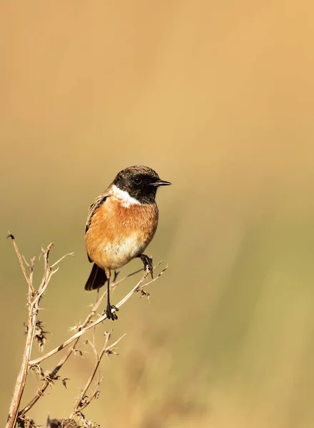 Close European Stonechat Perching Dry Grass Clear Background — Stock Photo, Image