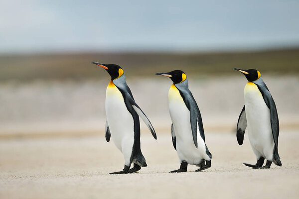 Three King penguins heading out to sea for fishing on a sandy beach in Falkland islands.