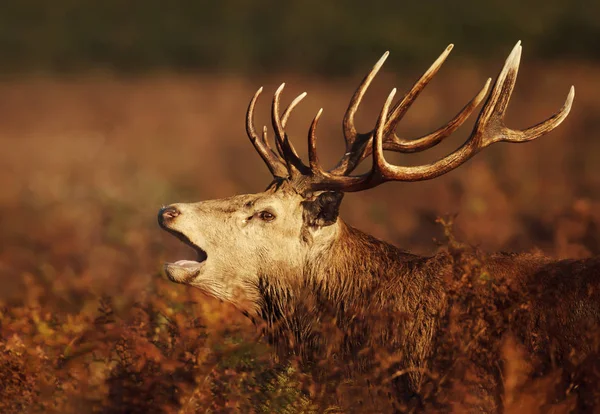 Close Red Deer Stag Calling Rutting Season Autumn — Stock Photo, Image