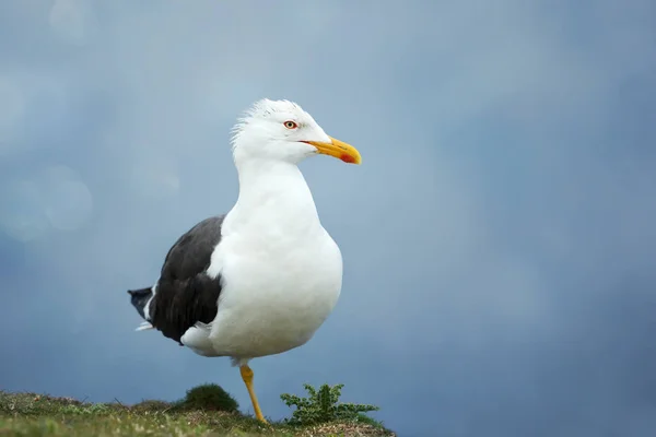 Close Great Black Backed Gull Blue Background — Stock Photo, Image