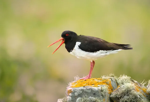 Close Eurasian Oystercatcher Haematopus Ostralegus Calling Mossy Rock Scotland — Stock Photo, Image