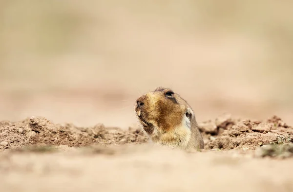 Close up of a big-headed African mole-rat, Bale Mountains, Ethiopia.