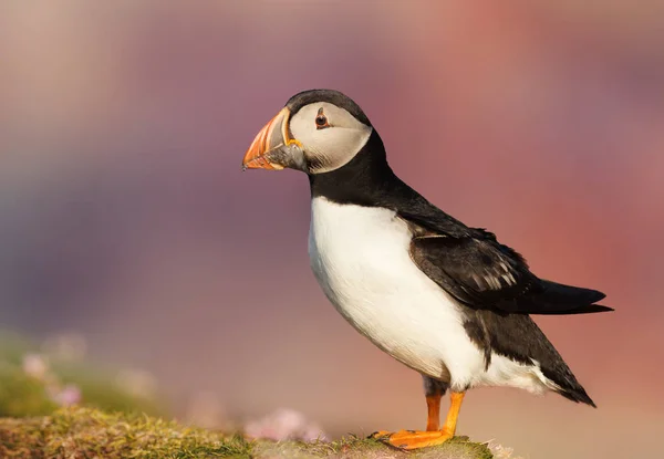 Κοντινό Πλάνο Της Atlantic Puffin Πολύχρωμο Φόντο Καλοκαίρι Στη Σκωτία — Φωτογραφία Αρχείου