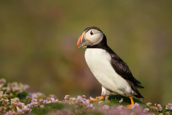 Close Atlantic Puffin Standing Thrift Sand Eels Its Mouth Green — Fotografia de Stock