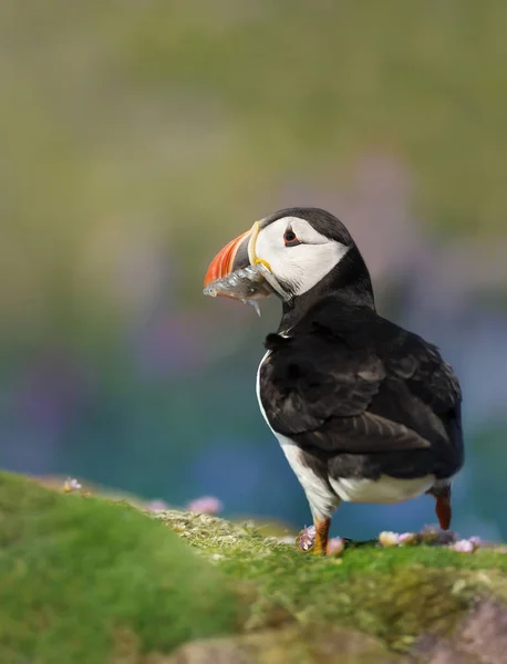 Porträt Eines Atlantischen Papageitauchers Vor Buntem Hintergrund Schöne Insel Schottland — Stockfoto