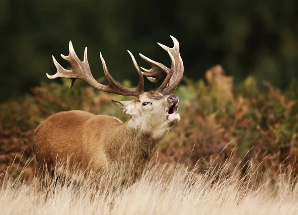 Close Veado Vermelho Berrando Durante Temporada Rutting Outono Reino Unido — Fotografia de Stock