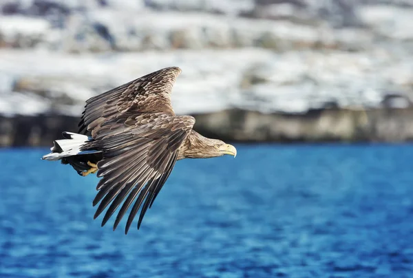 白いオジロジカ ノルウェー 飛行中のワシ Haliaeetus アマオブネ — ストック写真