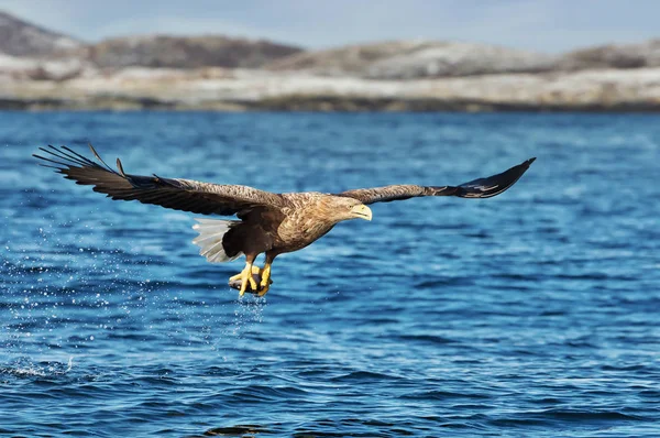 Nahaufnahme Eines Seeadlers Haliaeetus Albicilla Flug Mit Einem Gefangenen Fisch — Stockfoto