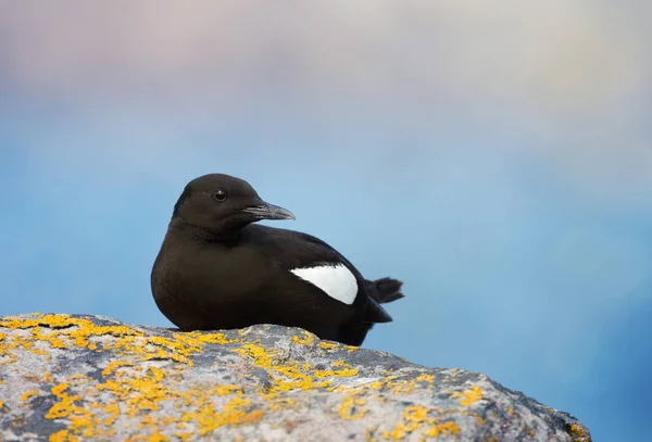 Primer Plano Del Guillemot Negro Posado Una Roca Reino Unido — Foto de Stock