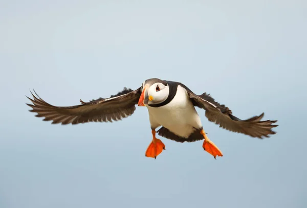 Κοντινό Πλάνο Του Atlantic Puffin Πτήση Σκωτία Ηνωμένο Βασίλειο — Φωτογραφία Αρχείου