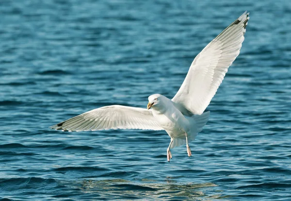 Primer Plano Una Gaviota Arenque Larus Argentatus Vuelo Noruega — Foto de Stock