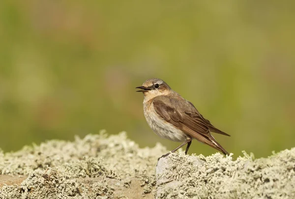 Close Northern Wheatear Standing Mossy Rock Reino Unido — Fotografia de Stock