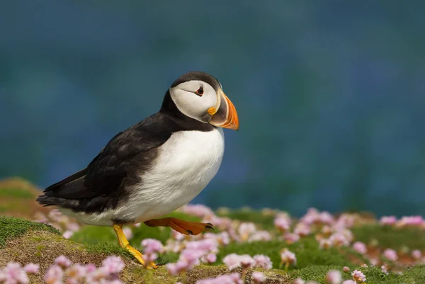 Close Atlantic Puffin Walking Thrift Estate Scozia Regno Unito — Foto Stock