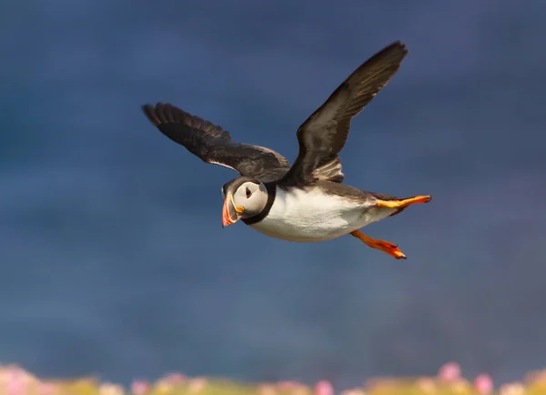 Κοντινό Πλάνο Της Atlantic Puffin Πτήση Πάνω Από Την Θάλασσα — Φωτογραφία Αρχείου