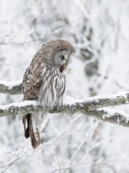 Close Great Grey Owl Strix Nebulosa Empoleirado Uma Árvore Inverno — Fotografia de Stock