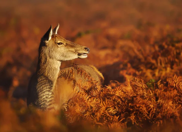 Gros Plan Cerf Rouge Debout Dans Domaine Fougère Automne Royaume — Photo