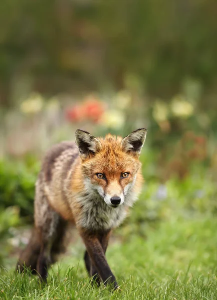 Κοντινό Πλάνο Του Μια Κόκκινη Αλεπού Πολύχρωμο Φόντο Ηνωμένο Βασίλειο — Φωτογραφία Αρχείου