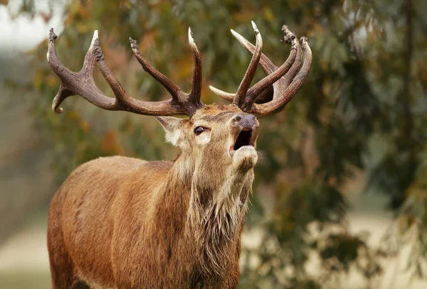在秋季的溃业季节 红鹿的特写镜头 — 图库照片